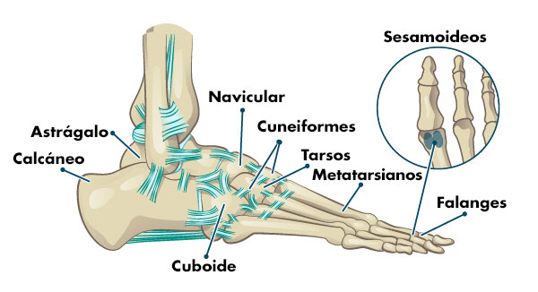 Huesos y articulaciones que componen el pie